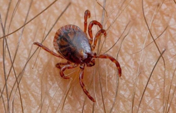 Garrapatas en el campo: cómo prevenir sus picaduras y qué hacer si encuentras una adherida