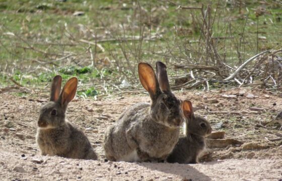 El conejo de monte podría ser en realidad dos especies diferentes en la Península Ibérica