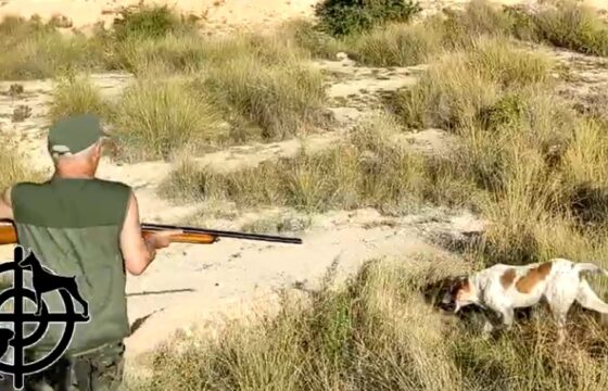 Caza menor con perro en descaste de conejo | EliCazaElx