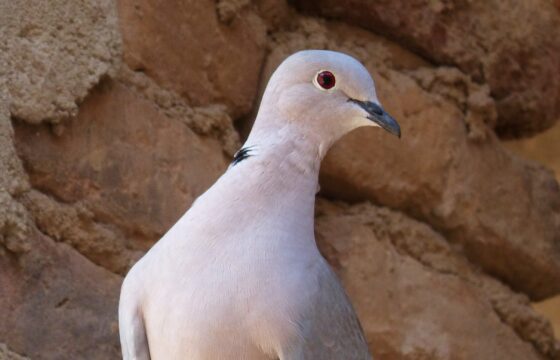 Los científicos demuestran que los cazadores tienen razón: permitir cazar la tórtola puede ayudar a recuperar la especie